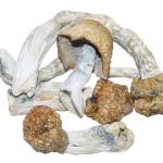 Melmac Mushrooms